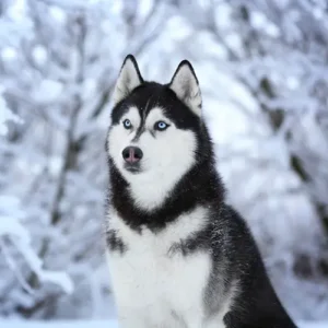 تشویقی سگ Duck Sausage بسته 100 گرمی ونپی